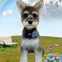 ミニチュアシュナウザー