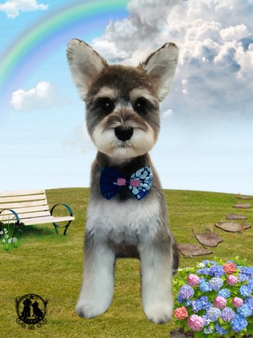 ミニチュアシュナウザー