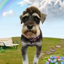 ミニチュアシュナウザー