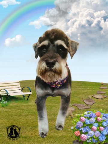 ミニチュアシュナウザー