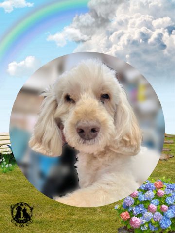 オーストラリアンラブラドゥードル