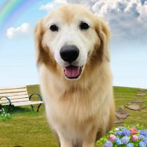 ゴールデンレトリバー