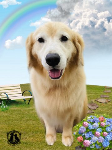 ゴールデンレトリバー