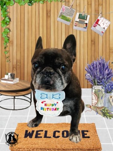 フレンチブルドッグ