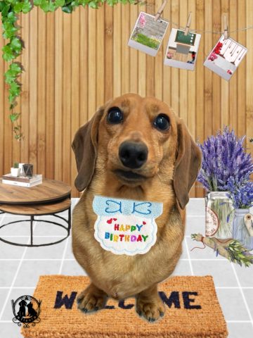 ミニチュアダックス