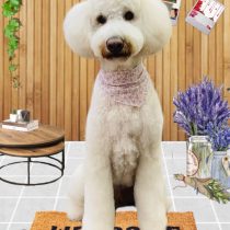 ゴールデンドゥードル