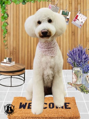 ゴールデンドゥードル