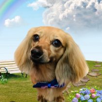 ミニチュアダックス