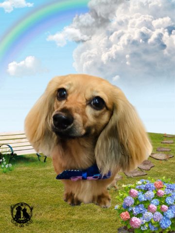 ミニチュアダックス