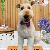 ワイヤーフォックステリア