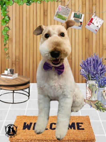 ワイヤーフォックステリア