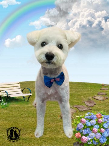 ミニチュアシュナウザー