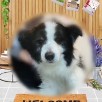 ボーダーコリー