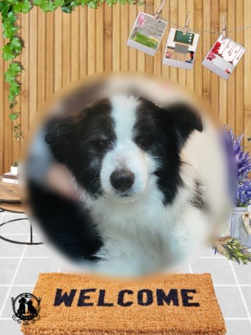 ボーダーコリー