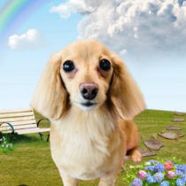 ミニチュアダックス