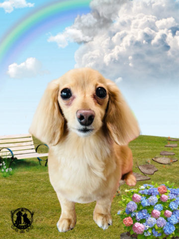 ミニチュアダックス