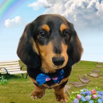 ミニチュアダックス