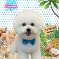 ビションフリーゼ