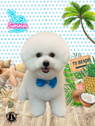 ビションフリーゼ