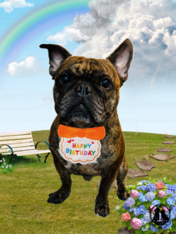 フレンチブルドッグ