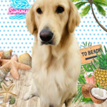 ゴールデンレトリバー