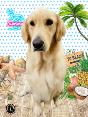 ゴールデンレトリバー