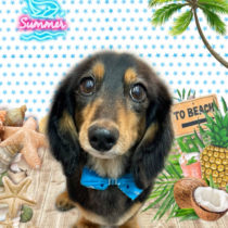 ミニチュアダックス