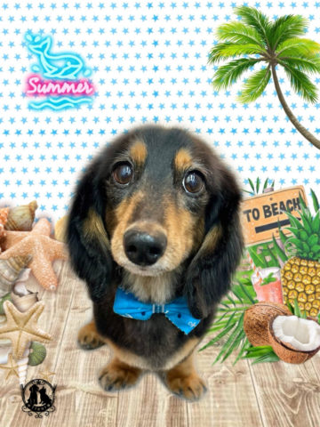 ミニチュアダックス