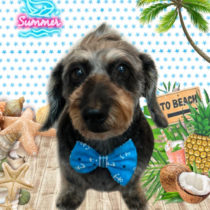 ミニチュアダックス