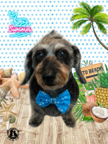 ミニチュアダックス