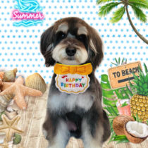 ミニチュアシュナウザー