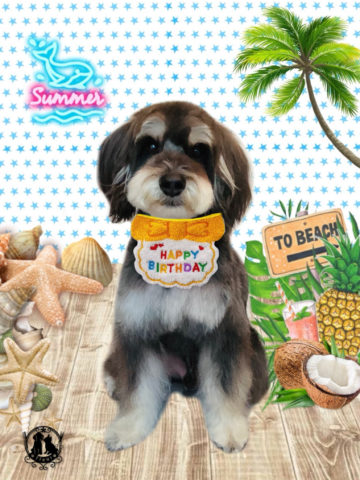 ミニチュアシュナウザー