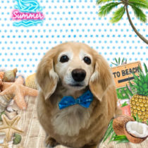 ミニチュアダックス