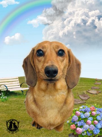 ミニチュアダックス