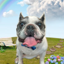 フレンチブルドッグ