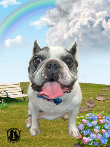 フレンチブルドッグ