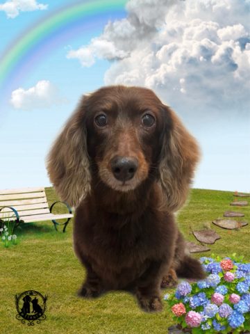 ミニチュアダックス