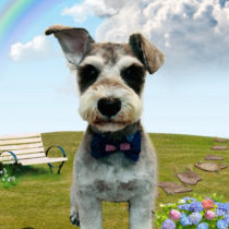 ミニチュアシュナウザー