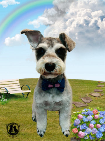 ミニチュアシュナウザー