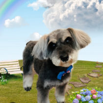 ミニチュアシュナウザー