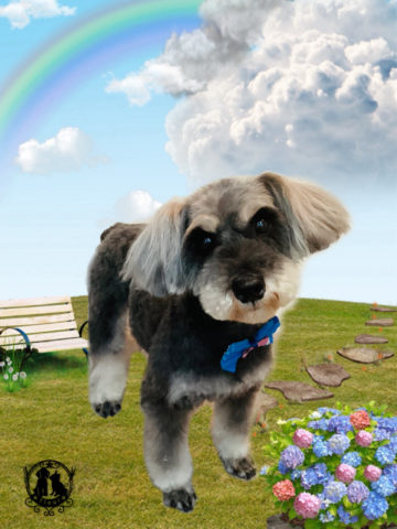 ミニチュアシュナウザー