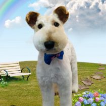 ワイヤーフォックステリア