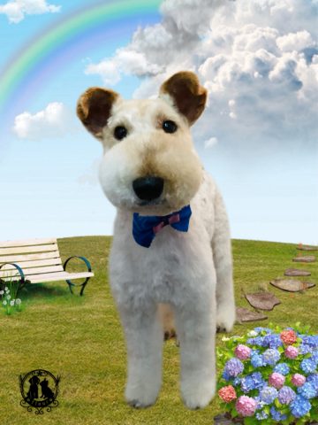 ワイヤーフォックステリア