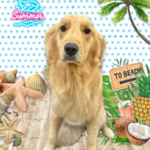 ゴールデンレトリバー