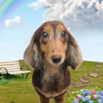 ミニチュアダックス