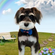 ミニチュアシュナウザー