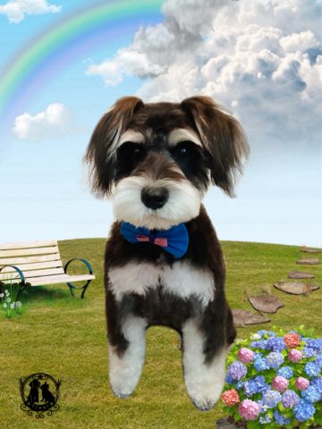 ミニチュアシュナウザー