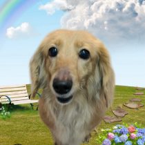 ミニチュアダックス