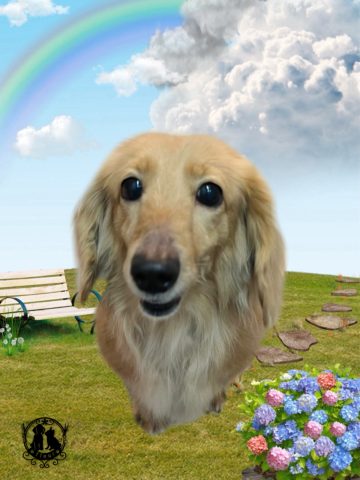 ミニチュアダックス