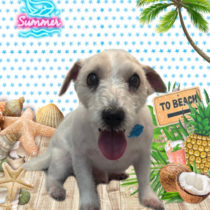 ジャックラッセルテリア